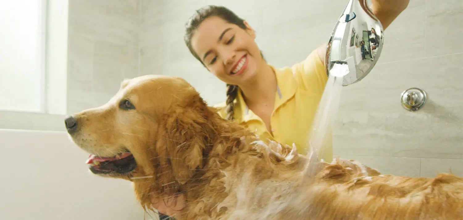 🐾 Tips para bañar a tu perro, dale todos los cuidados